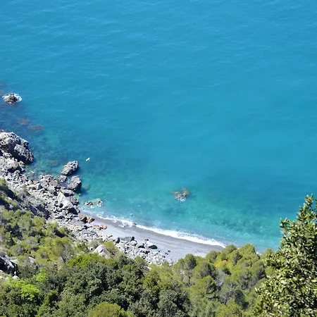 Plumbago Blue 아메그리아